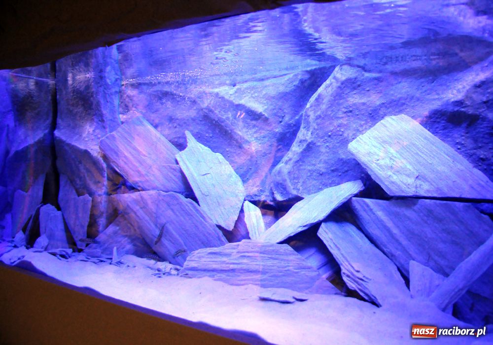 Zdjęcie w galerii na portalu naszraciborz.pl: Labirynt zamienił się w małe oceanarium wiadomości z regionu