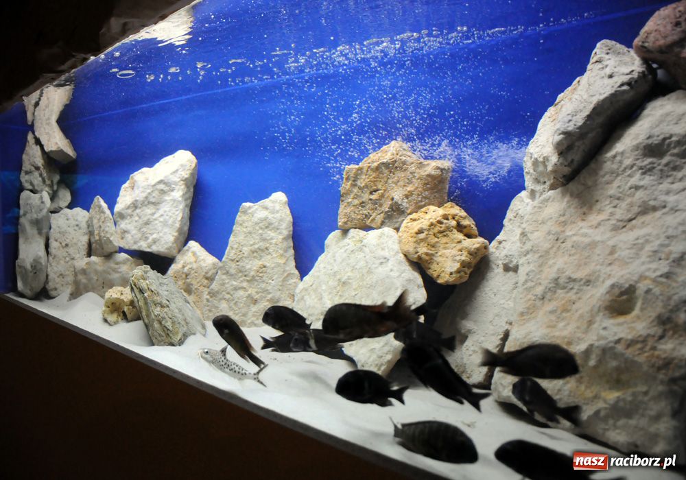 Zdjęcie w galerii na portalu naszraciborz.pl: Labirynt zamienił się w małe oceanarium wiadomości z regionu