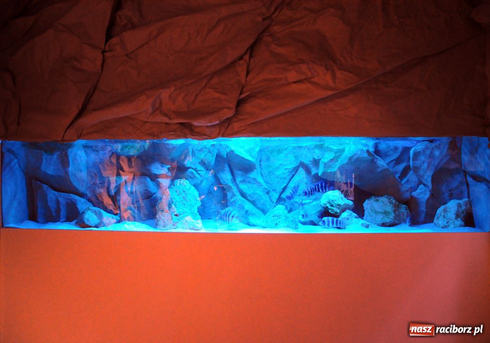 Zdjęcie w galerii na portalu naszraciborz.pl: Labirynt zamienił się w małe oceanarium wiadomości z regionu