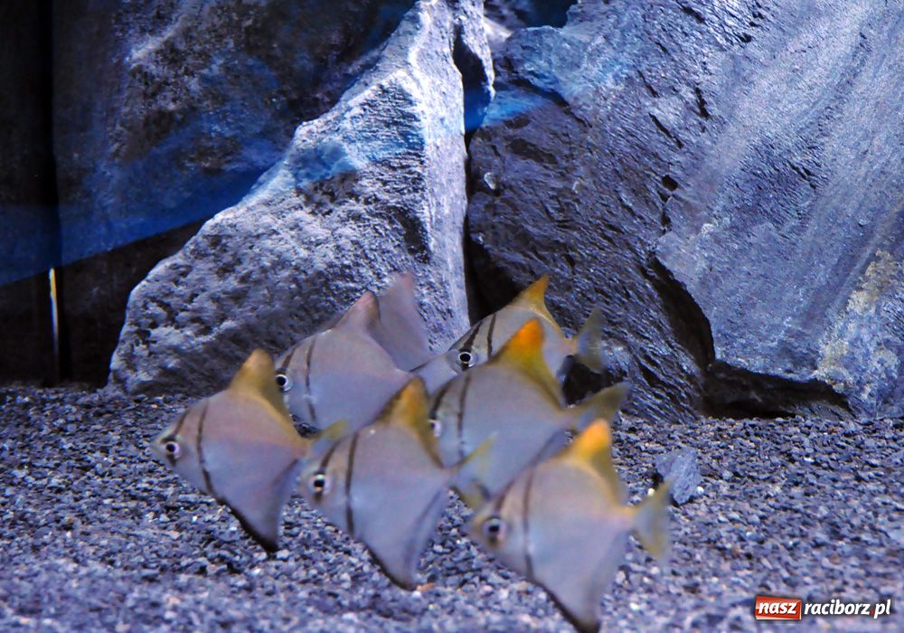 Zdjęcie w galerii na portalu naszraciborz.pl: Labirynt zamienił się w małe oceanarium wiadomości z regionu