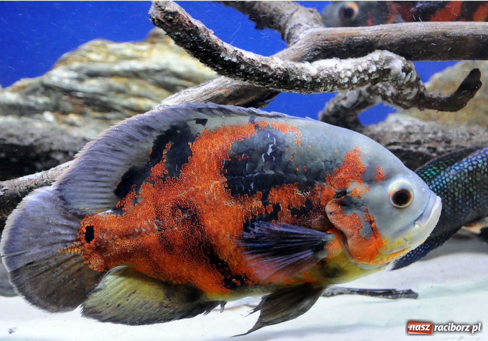 Zdjęcie w galerii na portalu naszraciborz.pl: Labirynt zamienił się w małe oceanarium wiadomości z regionu