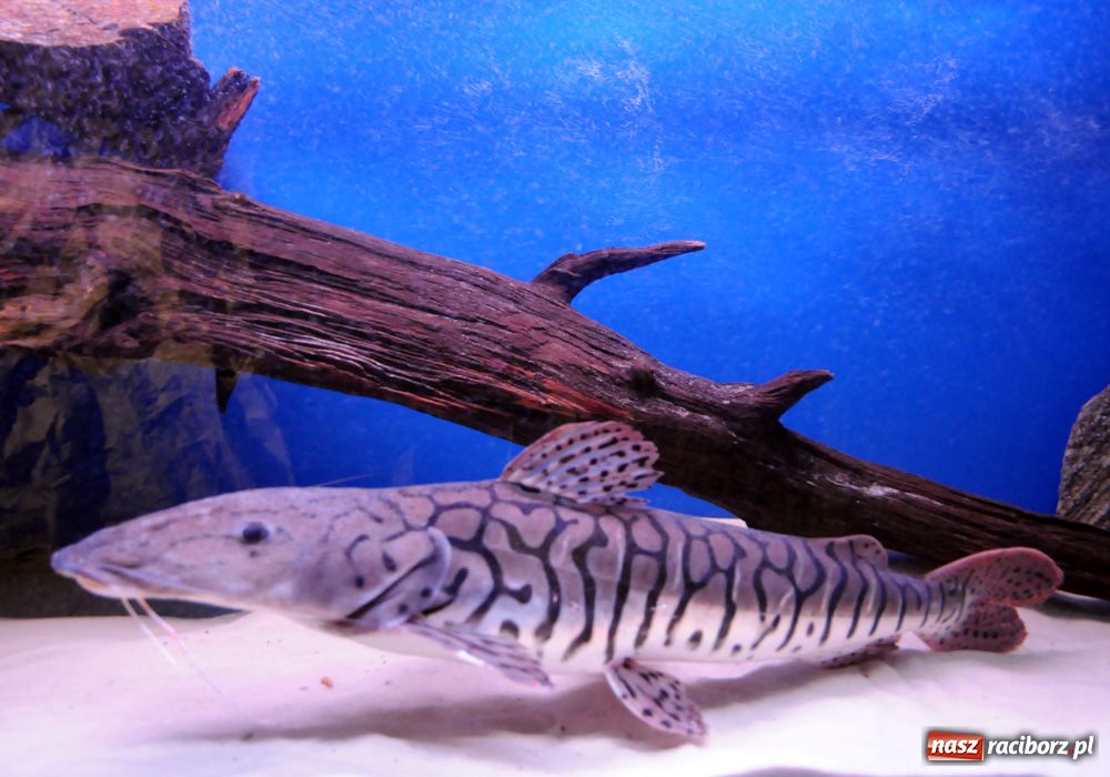 Zdjęcie w galerii na portalu naszraciborz.pl: Labirynt zamienił się w małe oceanarium wiadomości z regionu