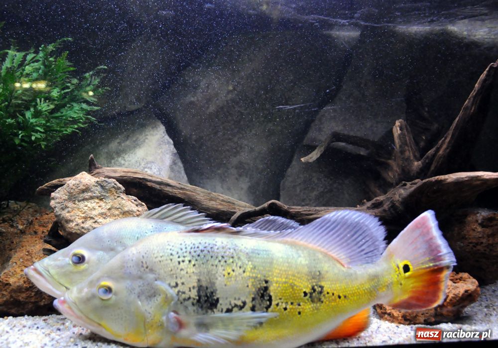 Zdjęcie w galerii na portalu naszraciborz.pl: Labirynt zamienił się w małe oceanarium wiadomości z regionu