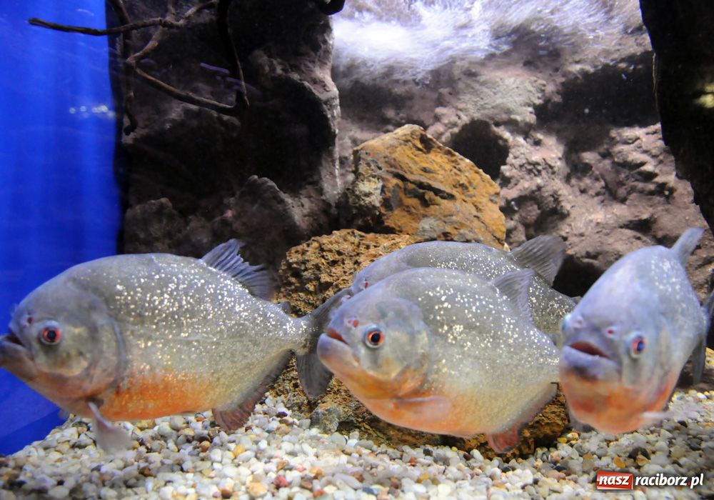 Zdjęcie w galerii na portalu naszraciborz.pl: Labirynt zamienił się w małe oceanarium wiadomości z regionu