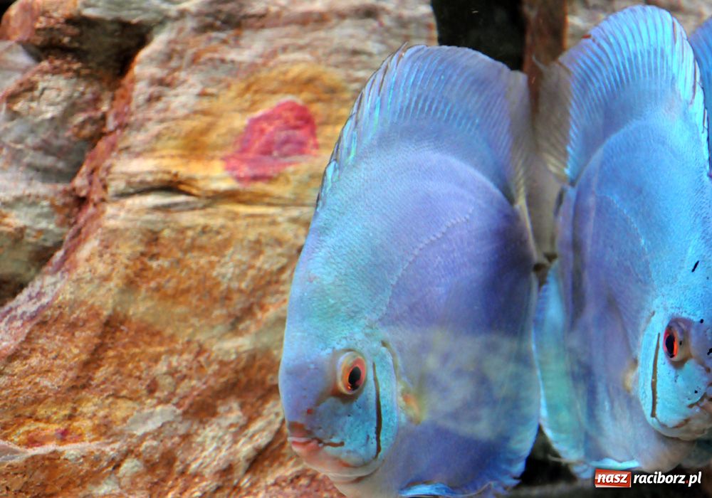 Zdjęcie w galerii na portalu naszraciborz.pl: Labirynt zamienił się w małe oceanarium wiadomości z regionu