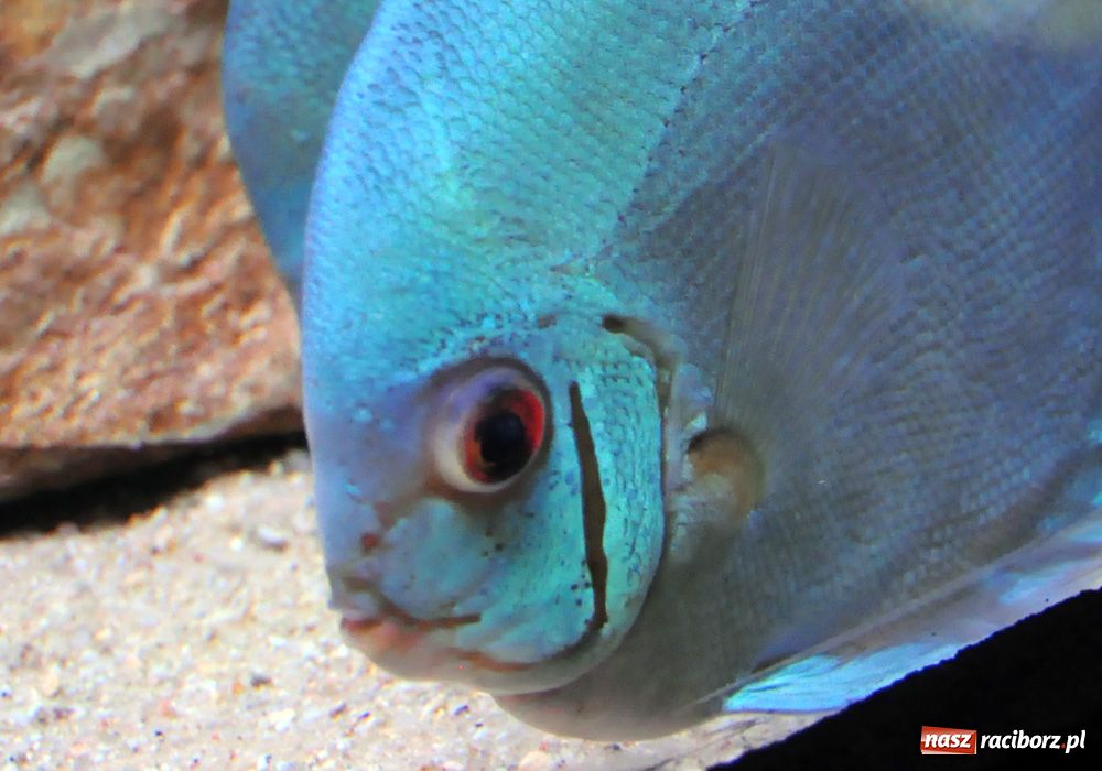 Zdjęcie w galerii na portalu naszraciborz.pl: Labirynt zamienił się w małe oceanarium wiadomości z regionu