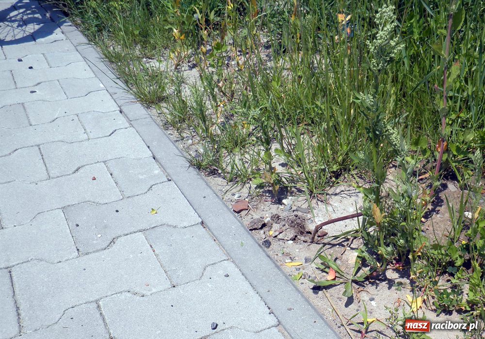 Zdjęcie w galerii na portalu naszraciborz.pl: Ta ścieżka grozi poważną kontuzją wiadomości z regionu