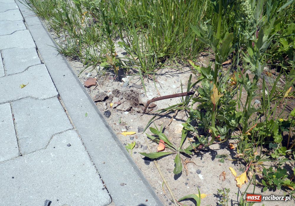 Zdjęcie w galerii na portalu naszraciborz.pl: Ta ścieżka grozi poważną kontuzją wiadomości z regionu