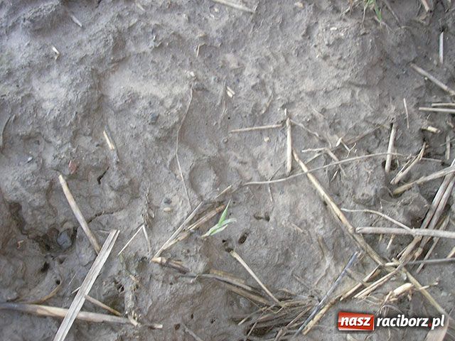 Zdjęcie w galerii na portalu naszraciborz.pl: Bestia pojawiła się w Samborowicach wiadomości z regionu