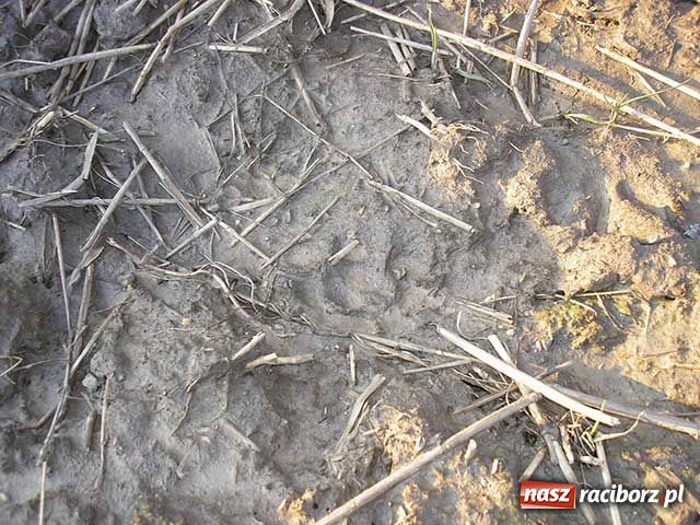 Zdjęcie w galerii na portalu naszraciborz.pl: Bestia pojawiła się w Samborowicach wiadomości z regionu