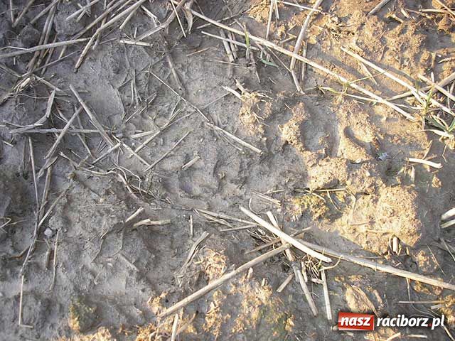 Zdjęcie w galerii na portalu naszraciborz.pl: Bestia pojawiła się w Samborowicach wiadomości z regionu