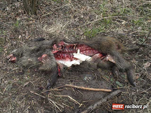 Zdjęcie w galerii na portalu naszraciborz.pl: Kolejny ślad bestii? Martwy dzik  wiadomości z regionu