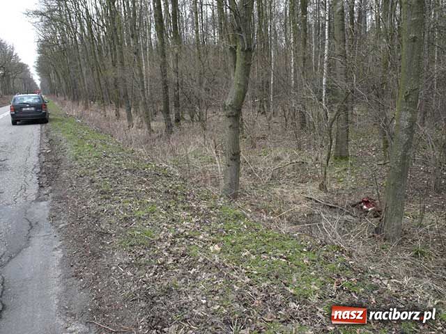 Zdjęcie w galerii na portalu naszraciborz.pl: Kolejny ślad bestii? Martwy dzik  wiadomości z regionu
