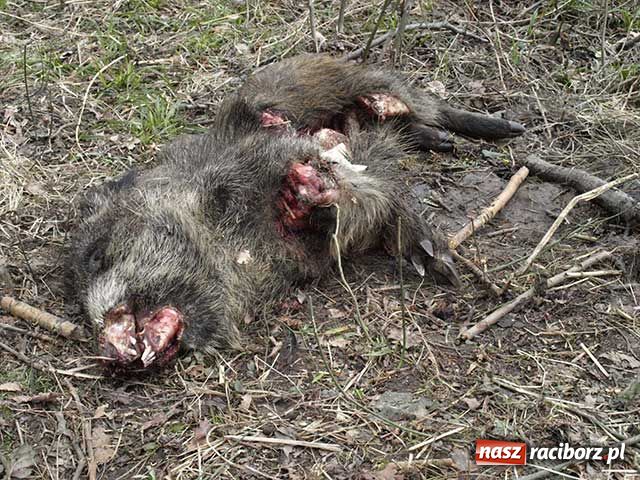 Zdjęcie w galerii na portalu naszraciborz.pl: Kolejny ślad bestii? Martwy dzik  wiadomości z regionu