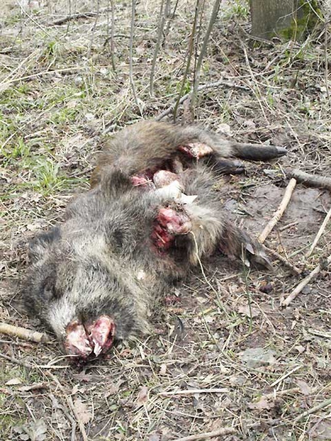 Zdjęcie w galerii na portalu naszraciborz.pl: Kolejny ślad bestii? Martwy dzik  wiadomości z regionu