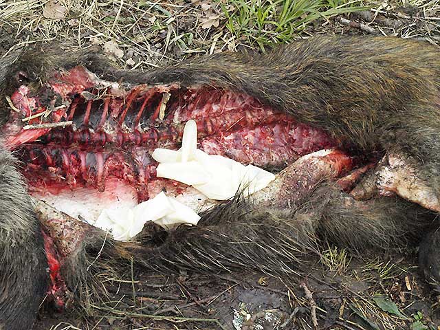 Zdjęcie w galerii na portalu naszraciborz.pl: Kolejny ślad bestii? Martwy dzik  wiadomości z regionu