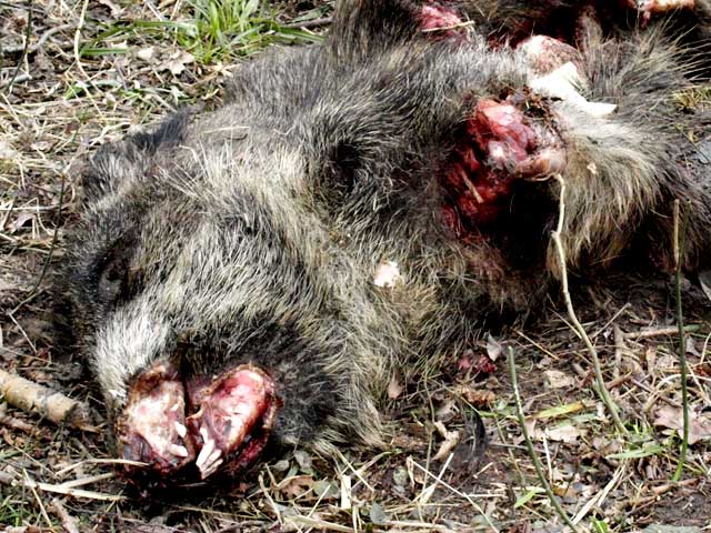 Zdjęcie w galerii na portalu naszraciborz.pl: Kolejny ślad bestii? Martwy dzik  wiadomości z regionu