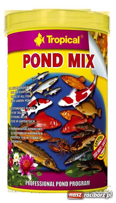 Zdjęcie w galerii na portalu naszraciborz.pl: Ozdobne ryby w oczku wodnym wiadomości z regionu