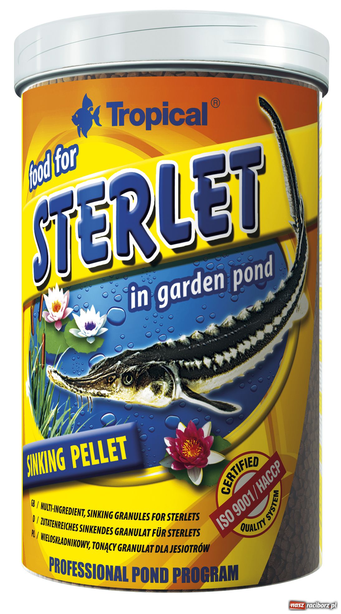 Zdjęcie w galerii na portalu naszraciborz.pl: Ozdobne ryby w oczku wodnym wiadomości z regionu