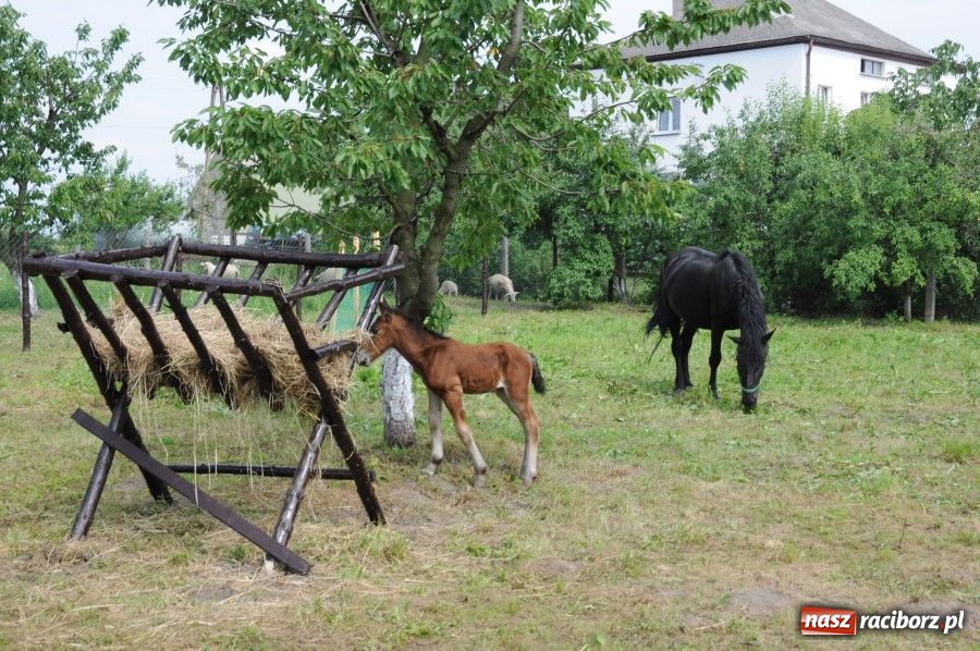 Zdjęcie w galerii na portalu naszraciborz.pl: Gamów ma swoje mini-zoo wiadomości z regionu