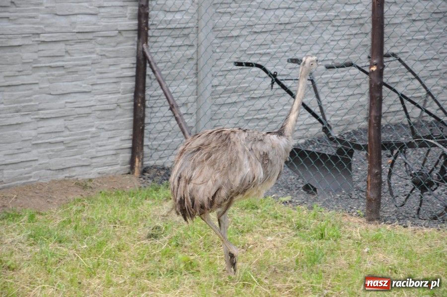 Zdjęcie w galerii na portalu naszraciborz.pl: Gamów ma swoje mini-zoo wiadomości z regionu