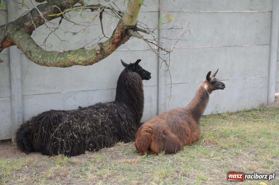 Zdjęcie w galerii na portalu naszraciborz.pl: Gamów ma swoje mini-zoo wiadomości z regionu
