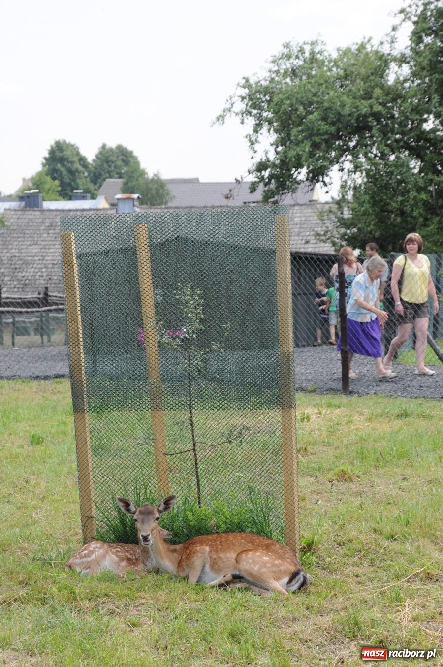 Zdjęcie w galerii na portalu naszraciborz.pl: Gamów ma swoje mini-zoo wiadomości z regionu