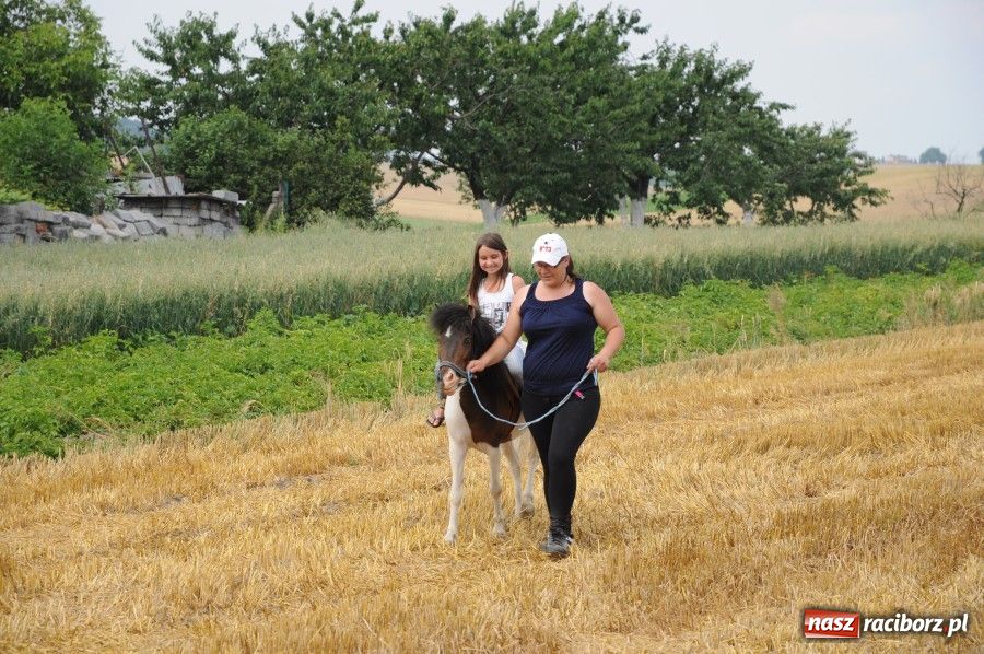 Zdjęcie w galerii na portalu naszraciborz.pl: Gamów ma swoje mini-zoo wiadomości z regionu
