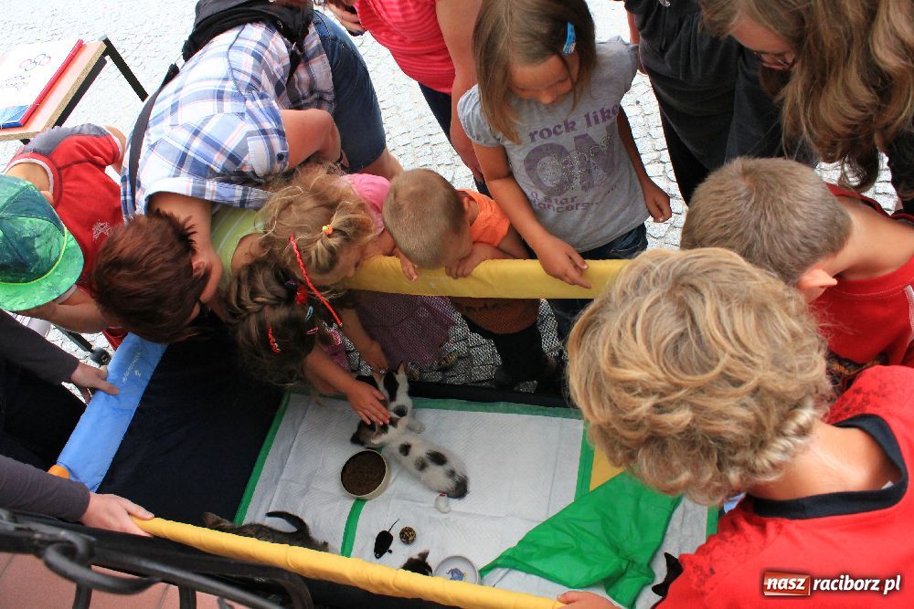Zdjęcie w galerii na portalu naszraciborz.pl: Akcja adopcyjna przynosi efekty wiadomości z regionu