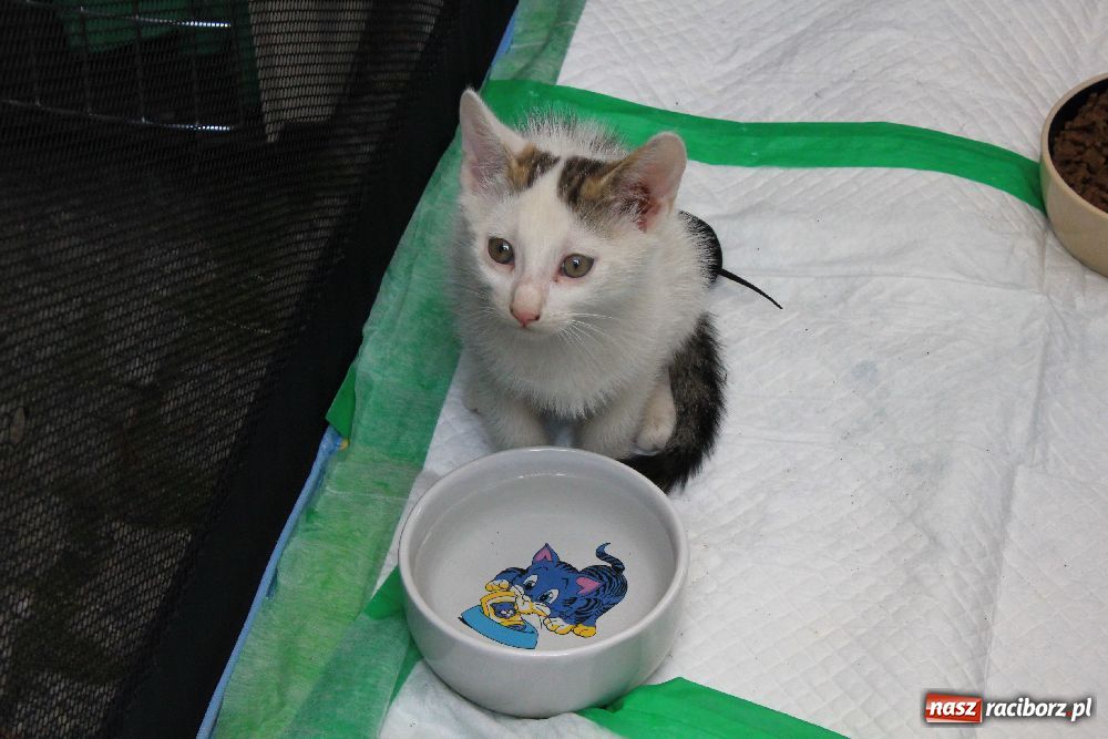 Zdjęcie w galerii na portalu naszraciborz.pl: Akcja adopcyjna przynosi efekty wiadomości z regionu