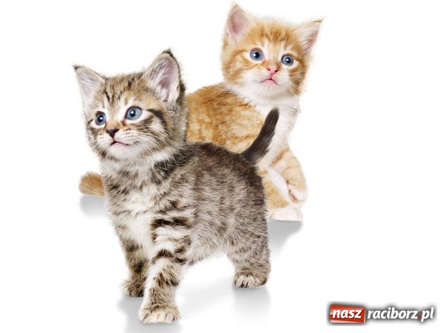 Zdjęcie w galerii na portalu naszraciborz.pl: Czego kociętom do szczęścia potrzeba? wiadomości z regionu