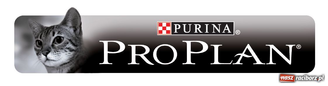 Zdjęcie w galerii na portalu naszraciborz.pl: Czego kociętom do szczęścia potrzeba? wiadomości z regionu