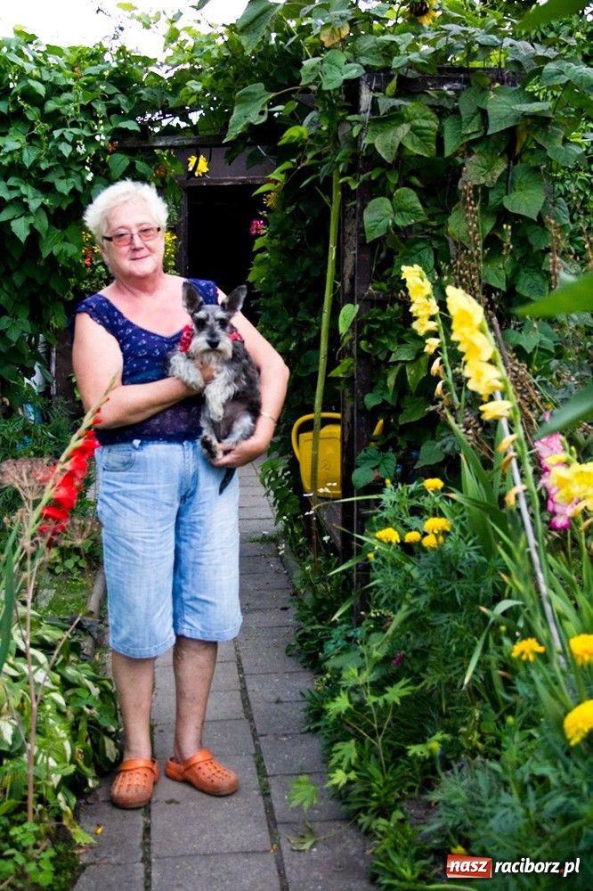 Zdjęcie w galerii na portalu naszraciborz.pl: Raciborzanie: Działka to jest to! wiadomości z regionu