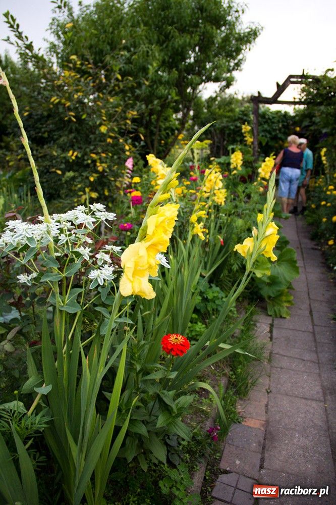 Zdjęcie w galerii na portalu naszraciborz.pl: Raciborzanie: Działka to jest to! wiadomości z regionu