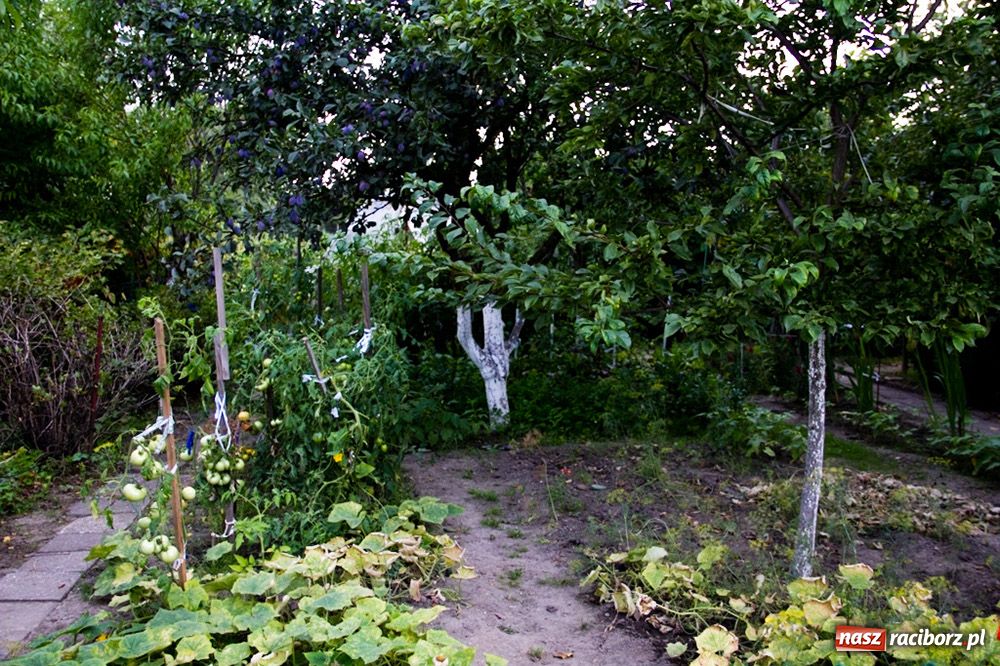 Zdjęcie w galerii na portalu naszraciborz.pl: Raciborzanie: Działka to jest to! wiadomości z regionu