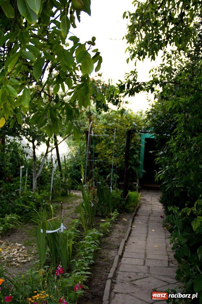 Zdjęcie w galerii na portalu naszraciborz.pl: Raciborzanie: Działka to jest to! wiadomości z regionu