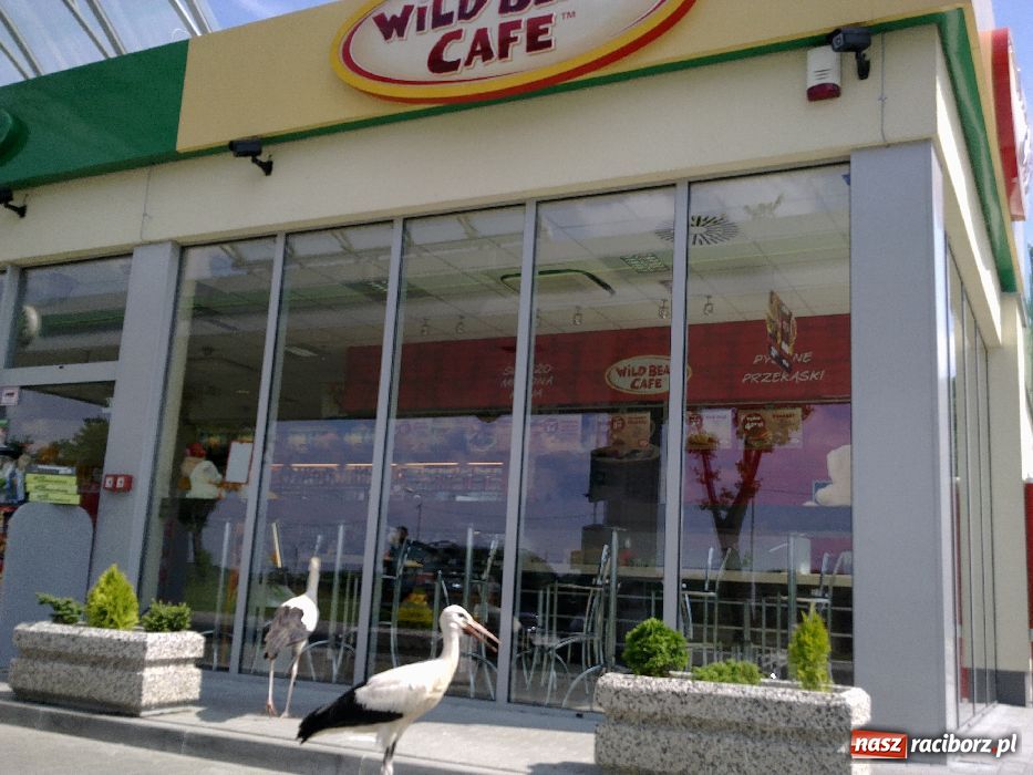 Zdjęcie w galerii na portalu naszraciborz.pl: Bociany na stacji benzynowej! wiadomości z regionu