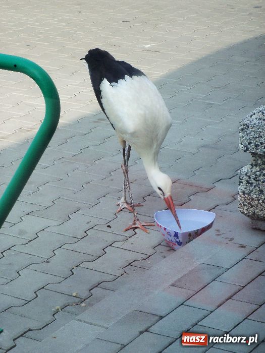 Zdjęcie w galerii na portalu naszraciborz.pl: Bociany na stacji benzynowej! wiadomości z regionu
