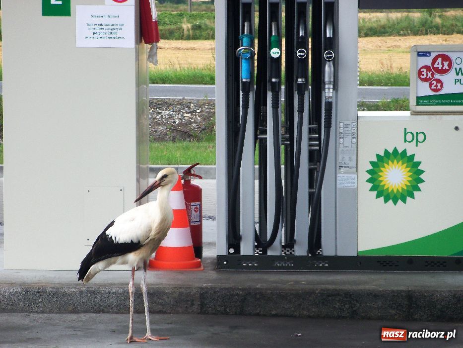 Zdjęcie w galerii na portalu naszraciborz.pl: Bociany na stacji benzynowej! wiadomości z regionu