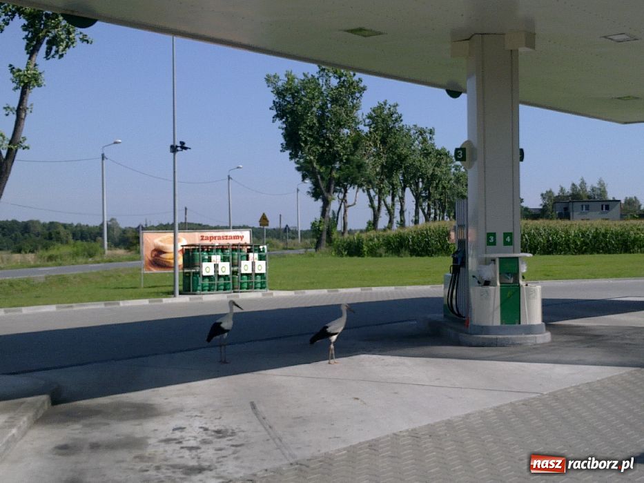Zdjęcie w galerii na portalu naszraciborz.pl: Bociany na stacji benzynowej! wiadomości z regionu