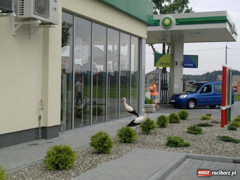 Zdjęcie w galerii na portalu naszraciborz.pl: Bociany na stacji benzynowej! wiadomości z regionu