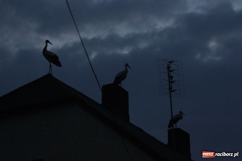 Zdjęcie w galerii na portalu naszraciborz.pl: Bociany odpoczywały w Roszkowie wiadomości z regionu
