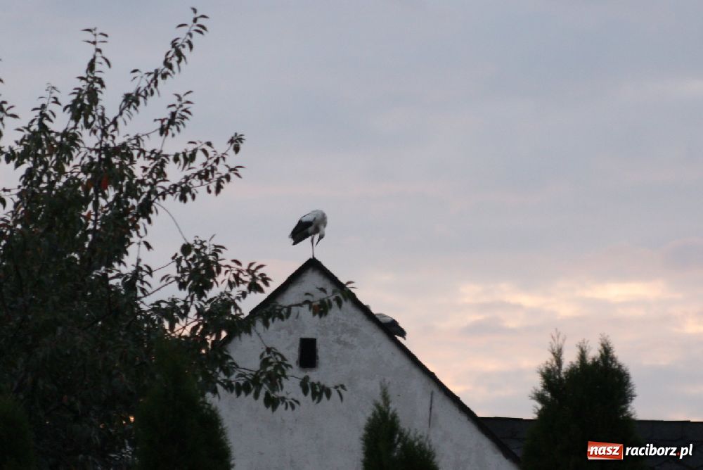 Zdjęcie w galerii na portalu naszraciborz.pl: Bociany odpoczywały w Roszkowie wiadomości z regionu