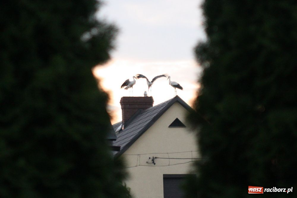 Zdjęcie w galerii na portalu naszraciborz.pl: Bociany odpoczywały w Roszkowie wiadomości z regionu