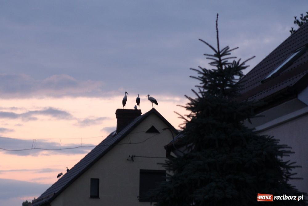 Zdjęcie w galerii na portalu naszraciborz.pl: Bociany odpoczywały w Roszkowie wiadomości z regionu