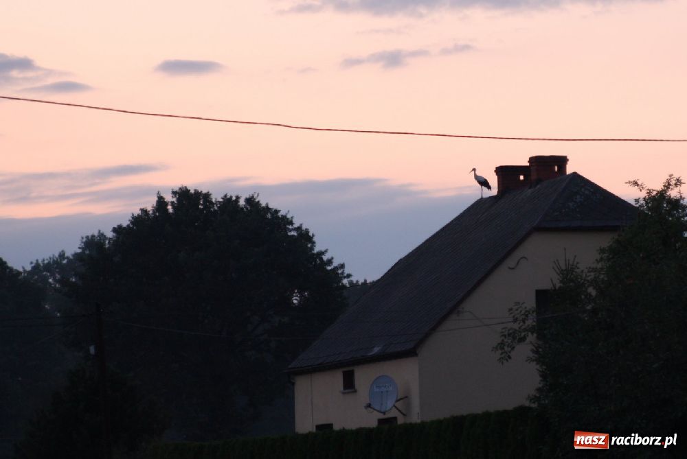 Zdjęcie w galerii na portalu naszraciborz.pl: Bociany odpoczywały w Roszkowie wiadomości z regionu