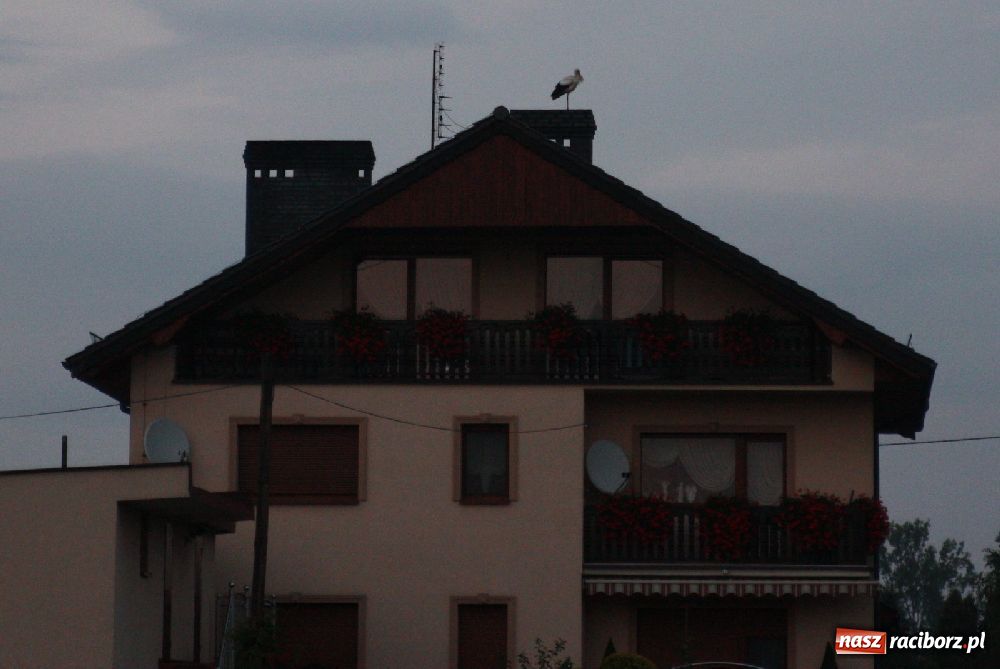 Zdjęcie w galerii na portalu naszraciborz.pl: Bociany odpoczywały w Roszkowie wiadomości z regionu