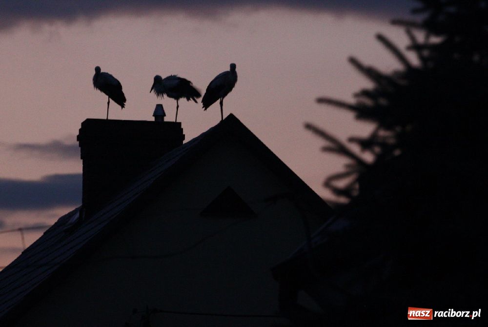 Zdjęcie w galerii na portalu naszraciborz.pl: Bociany odpoczywały w Roszkowie wiadomości z regionu
