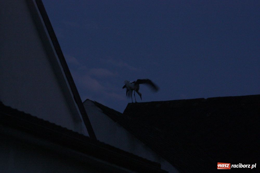 Zdjęcie w galerii na portalu naszraciborz.pl: Bociany odpoczywały w Roszkowie wiadomości z regionu