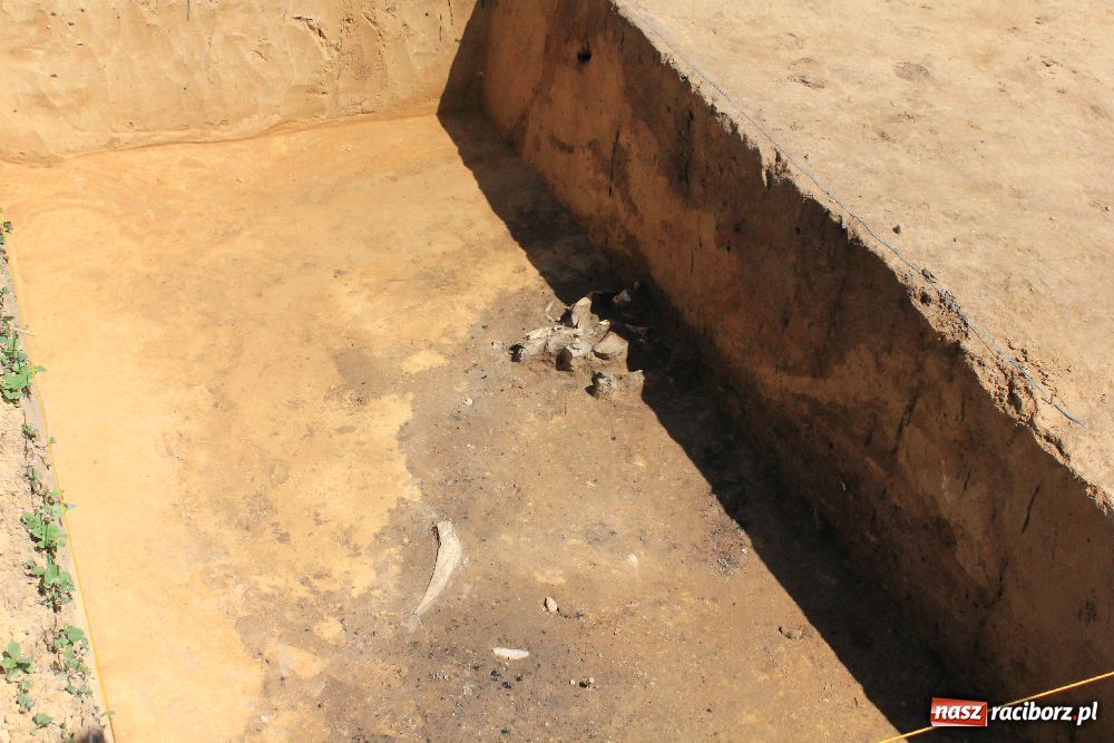 Zdjęcie w galerii na portalu naszraciborz.pl: Wykopaliska w Pietrowicach Wielkich wiadomości z regionu